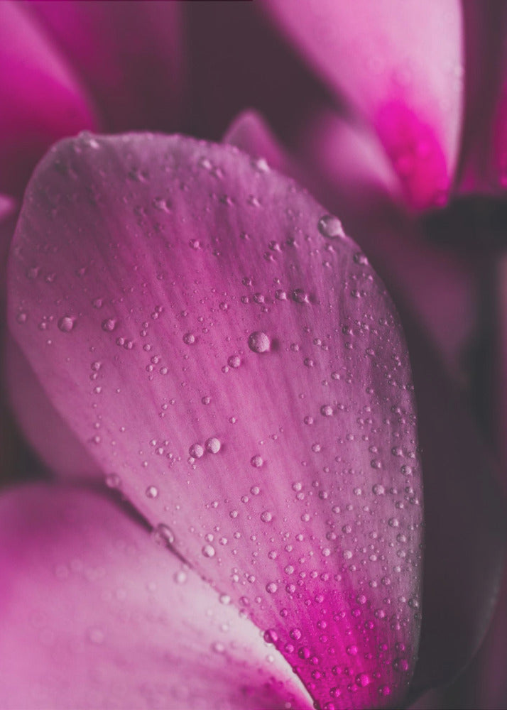 Plakat - Pink Flowers 02 - Admen.dk