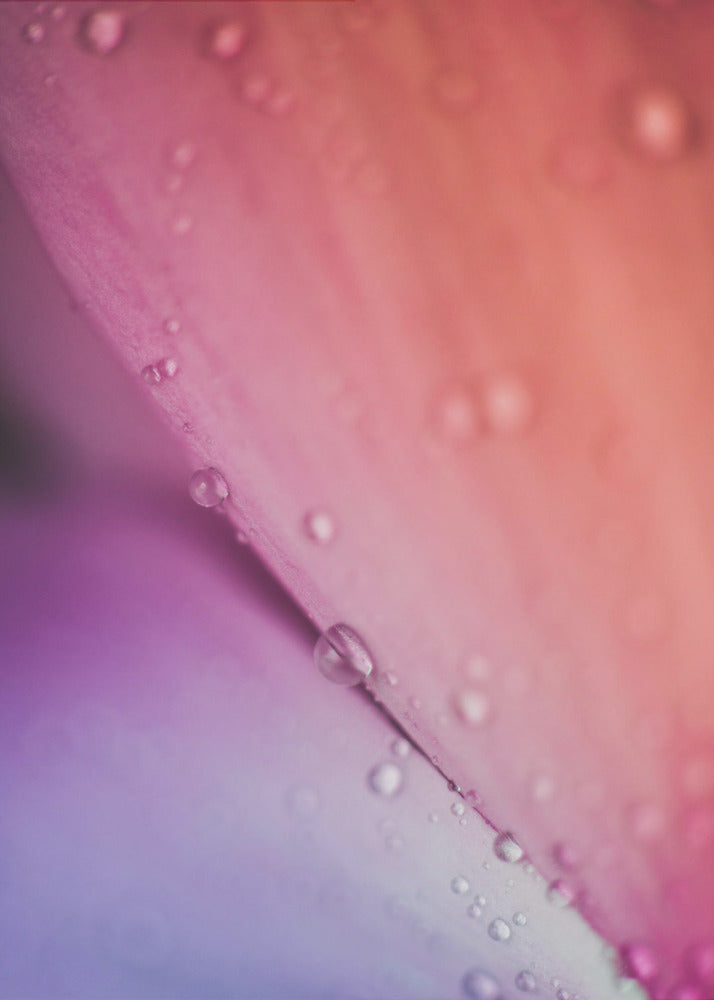 Plakat - Pink Flowers 05 - Admen.dk