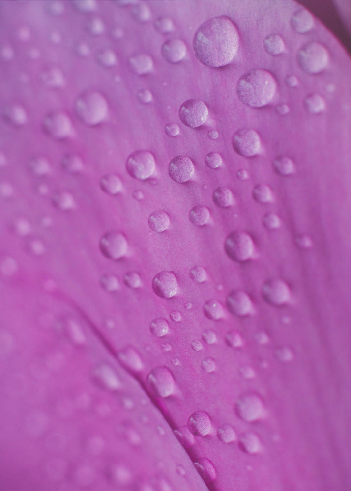 Plakat - Pink Flowers 34