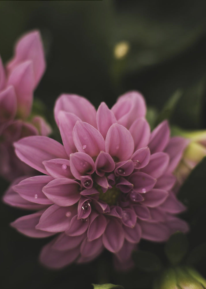 Plakat - Pink Flowers 40