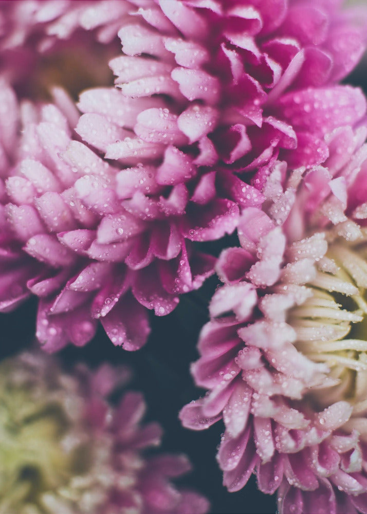 Plakat - Pink Flowers 42 - Admen.dk