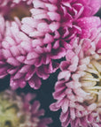 Plakat - Pink Flowers 42 - Admen.dk