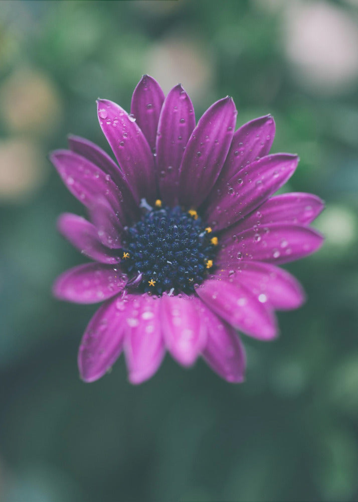 Plakat - Purple Flowers 07 - Admen.dk