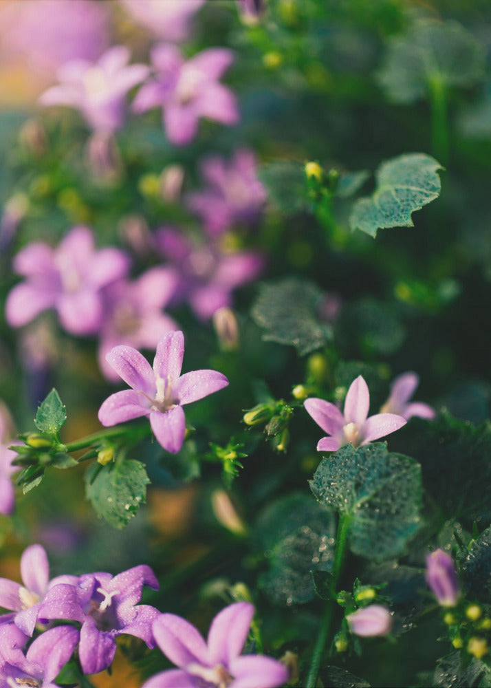 Plakat - Purple Flowers 11