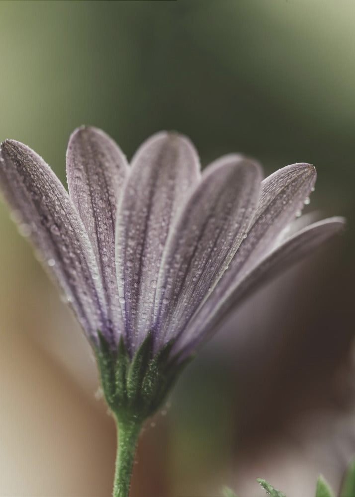 Plakat - Purple Flowers 16