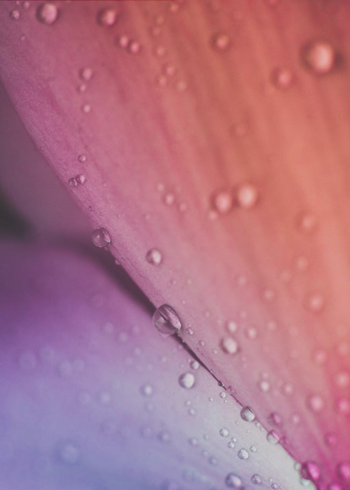 Plakat - Pink Flowers 06