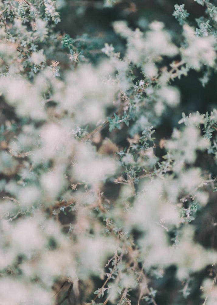 Plakat - White Flowers 13