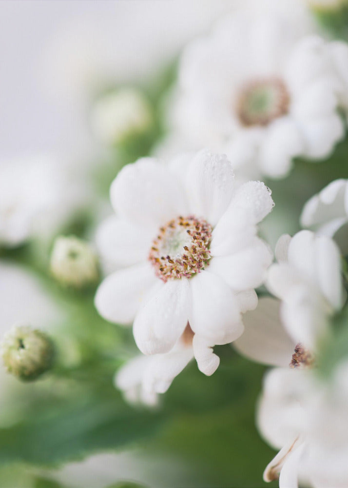 Plakat - White Flowers 15 - Admen.dk