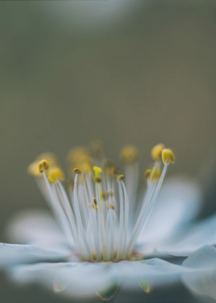 Plakat - Summer Flowers 12 - Admen.dk
