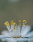Plakat - Summer Flowers 12 - Admen.dk