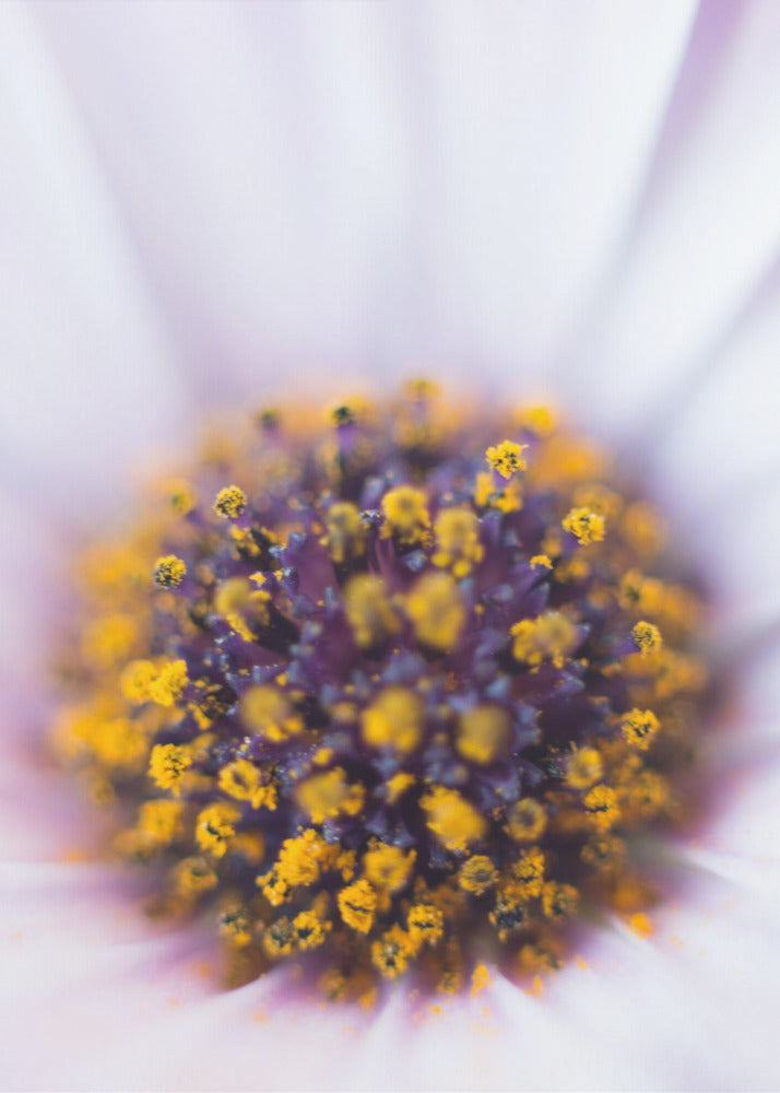 Plakat - Summer Flowers 37 - Admen.dk