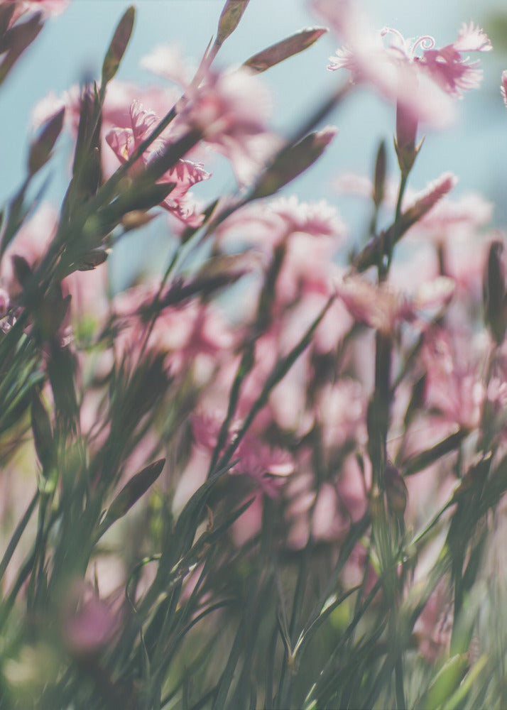 Plakat - Summer Flowers 94