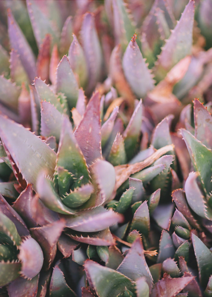 Plakat - Green Plants 3